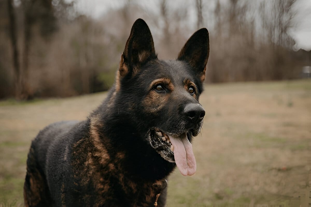 czech german shepherd