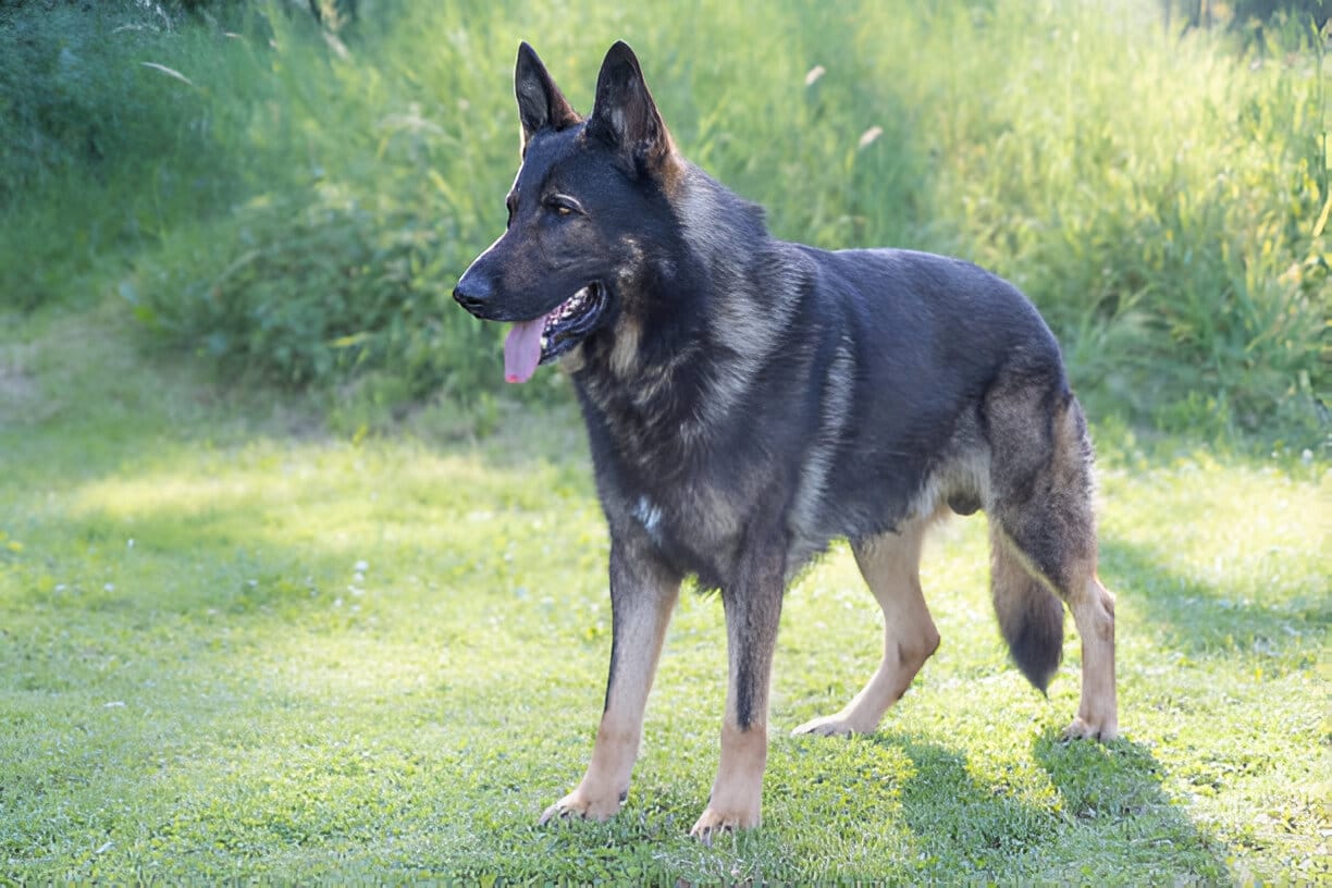 czech german shepherd