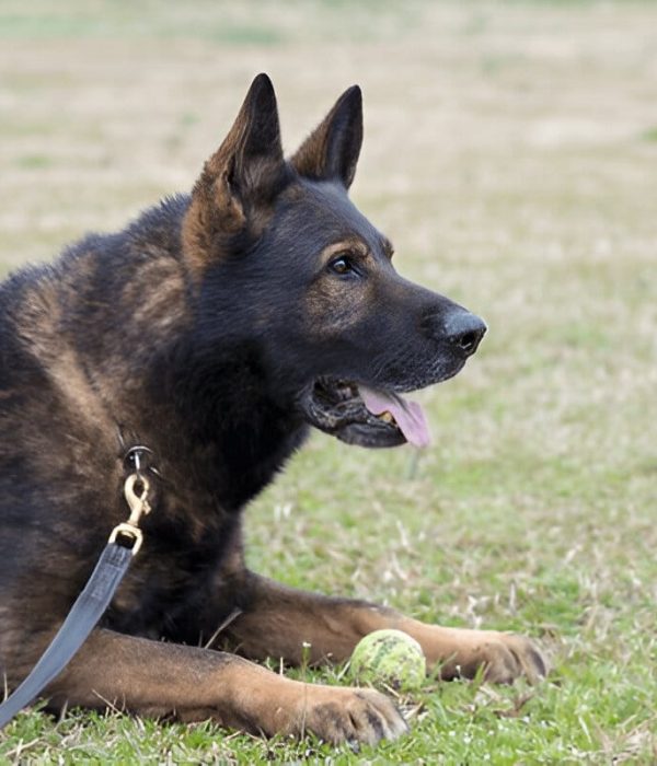 czech german shepherd
