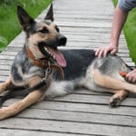 german shepherd shedding