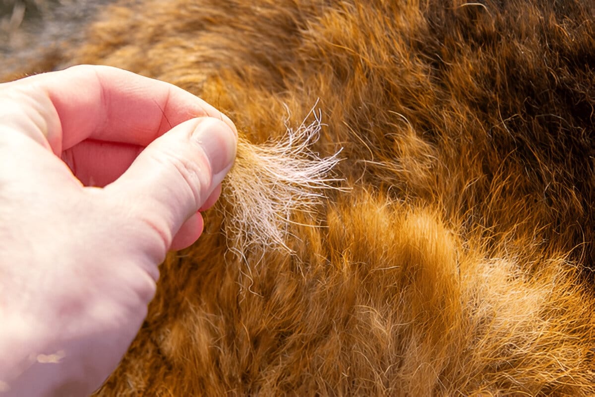 german shepherd shedding