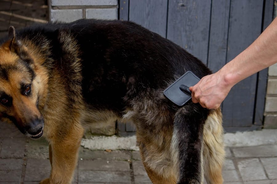 german shepherd shedding