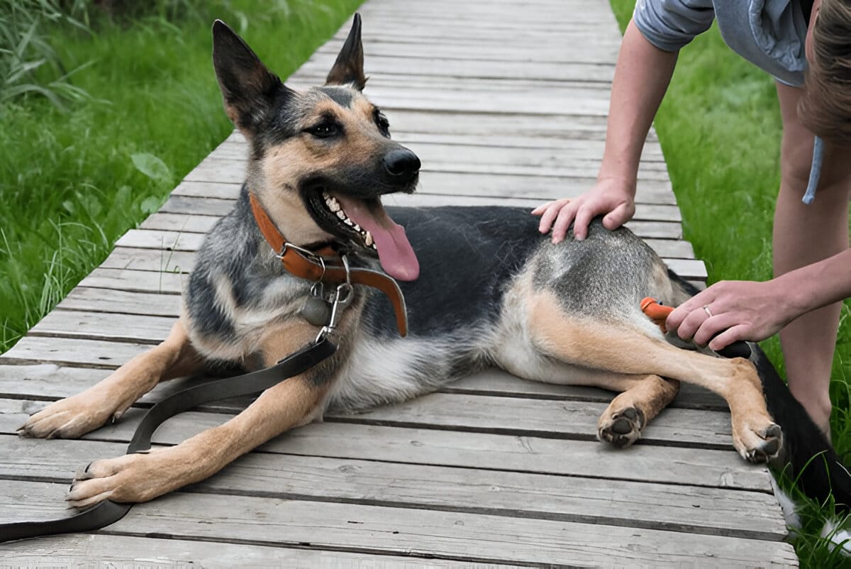 german shepherd shedding
