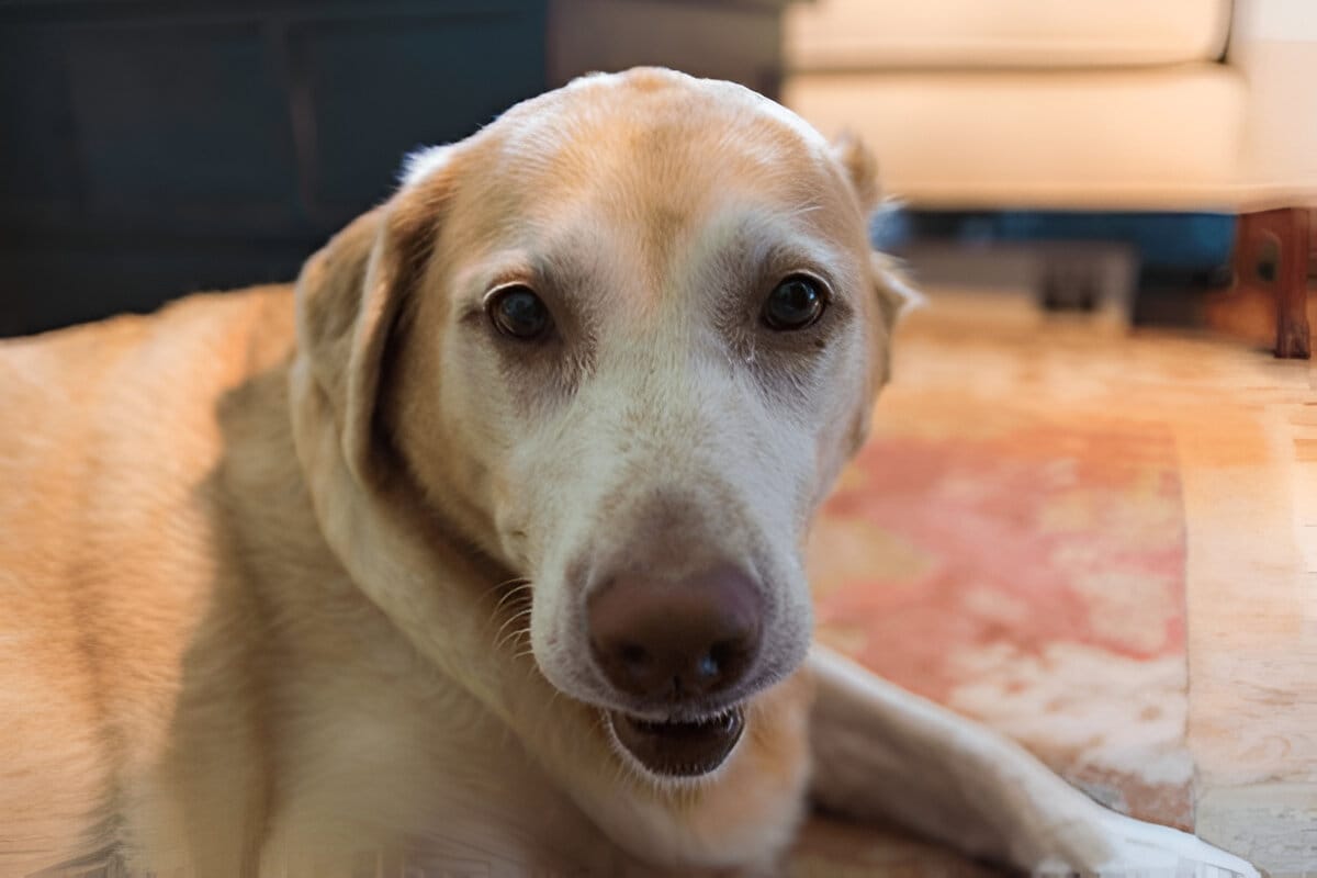 how long do labrador retrievers live