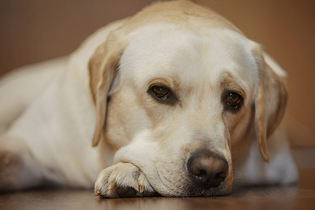 how long do labrador retrievers live