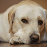 how long do labrador retrievers live