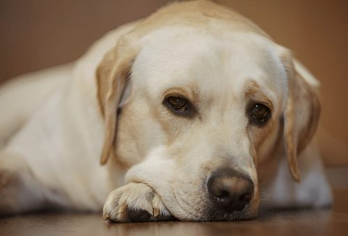 how long do labrador retrievers live