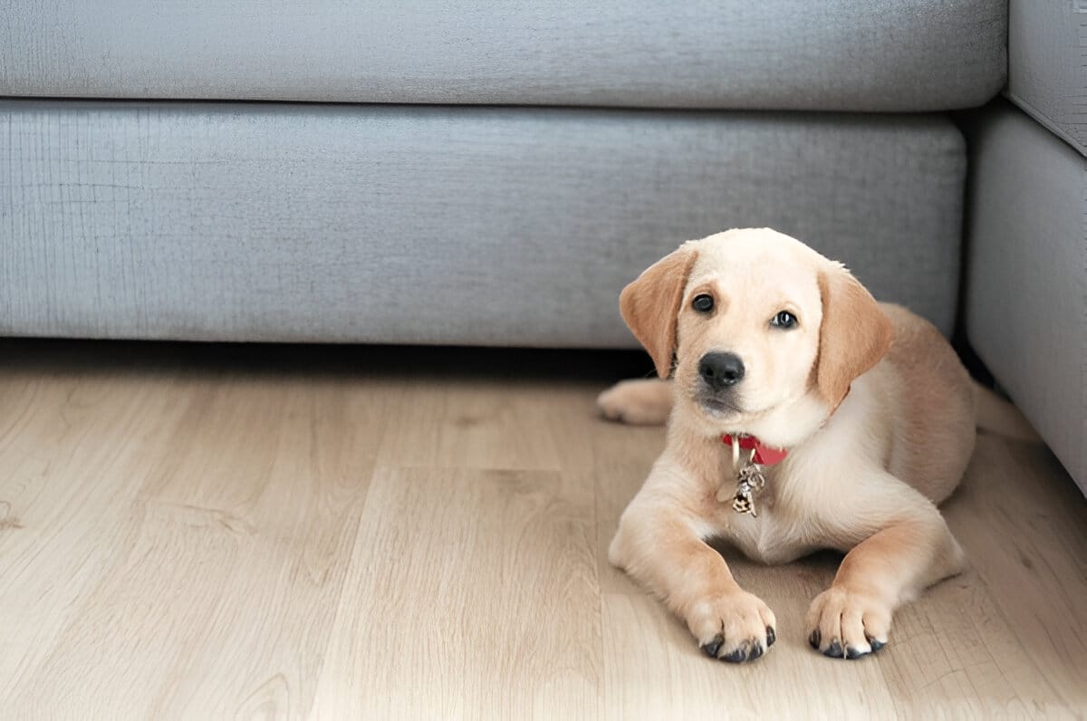 how long do labrador retrievers live