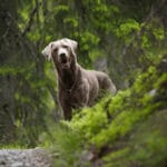 silver labrador