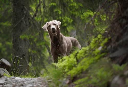 silver labrador