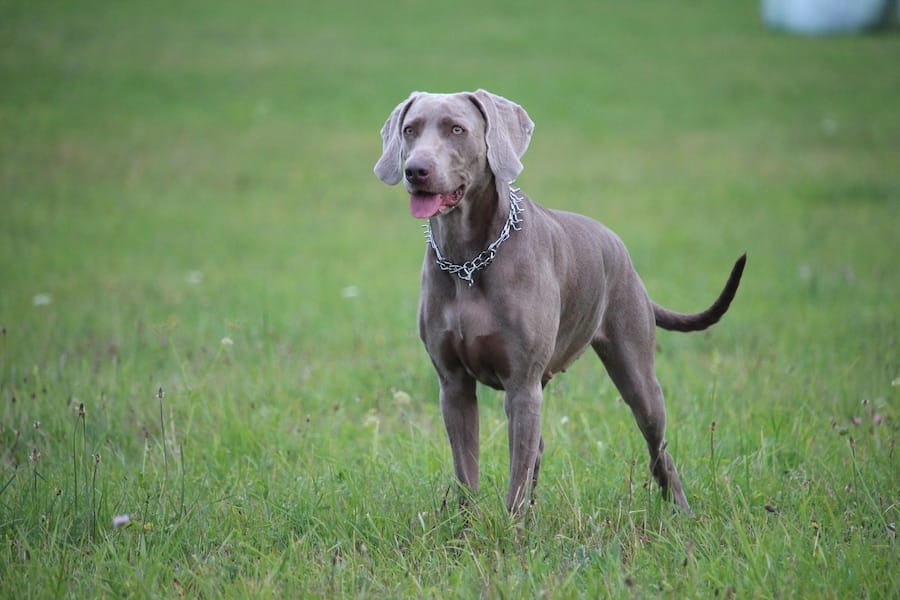 silver labrador