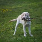 White English Labrador