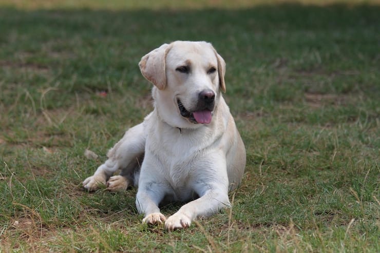 white english labrador