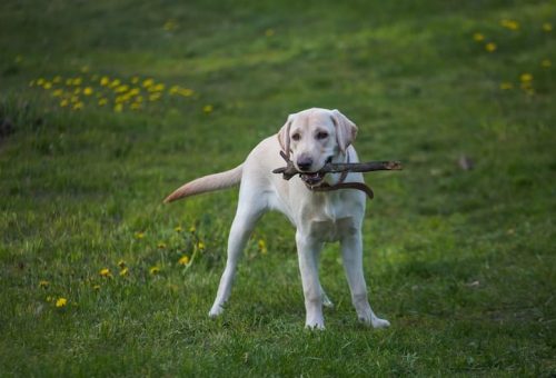 White English Labrador