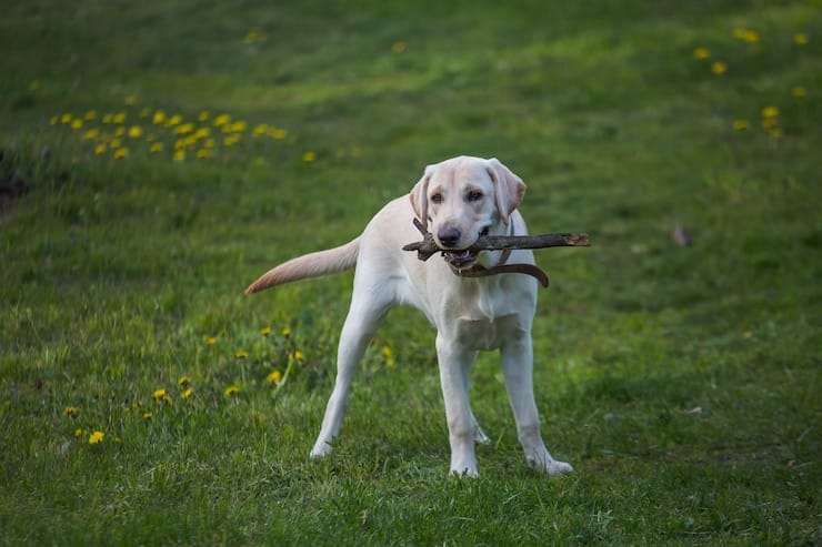 White English Labrador