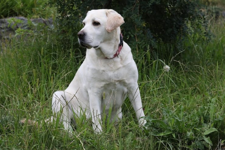 white english labrador