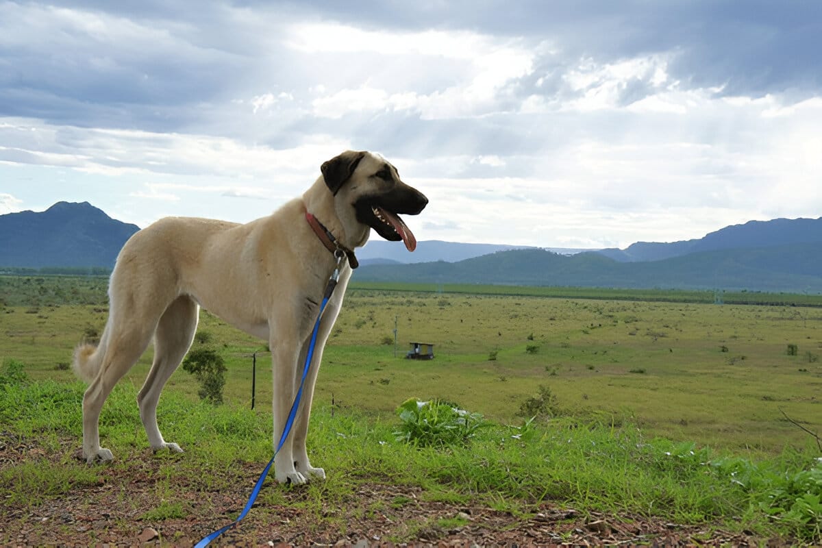 Anatolian Shepherd