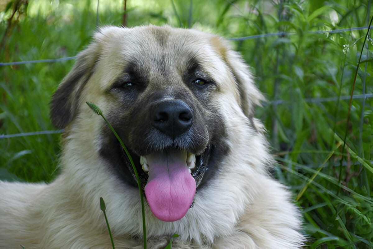 Anatolian Shepherd