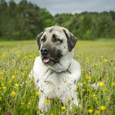 Anatolian Shepherd