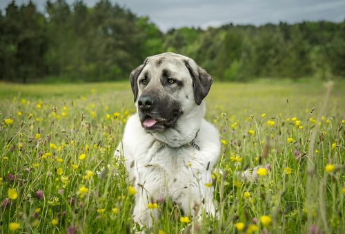Anatolian Shepherd