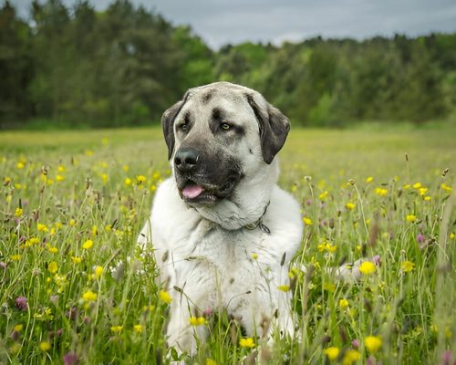 Anatolian Shepherd