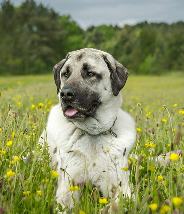Anatolian Shepherd