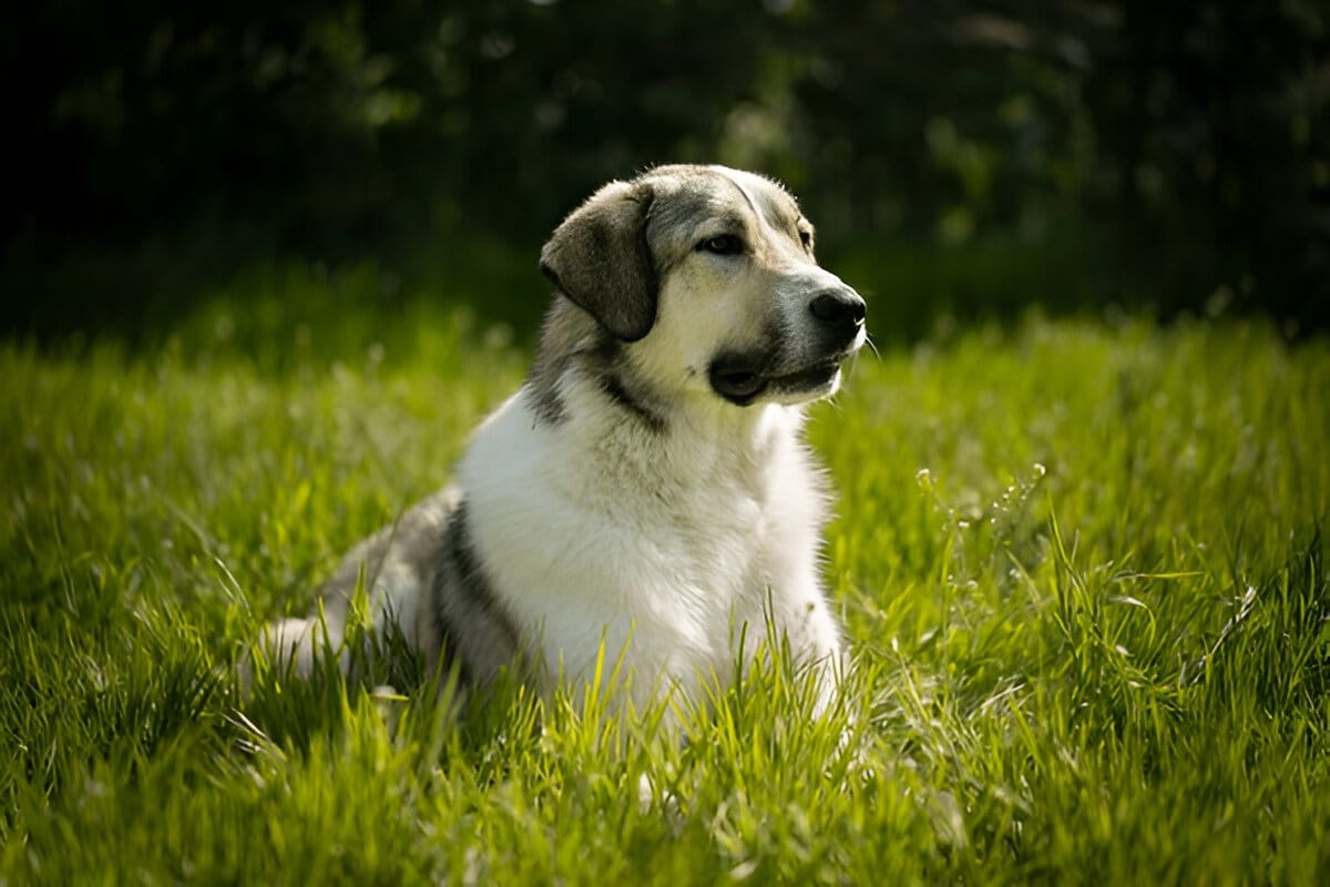 Anatolian Shepherd