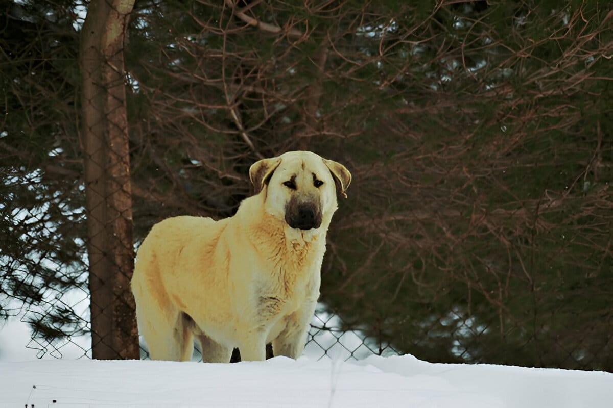 Anatolian Shepherd feeding