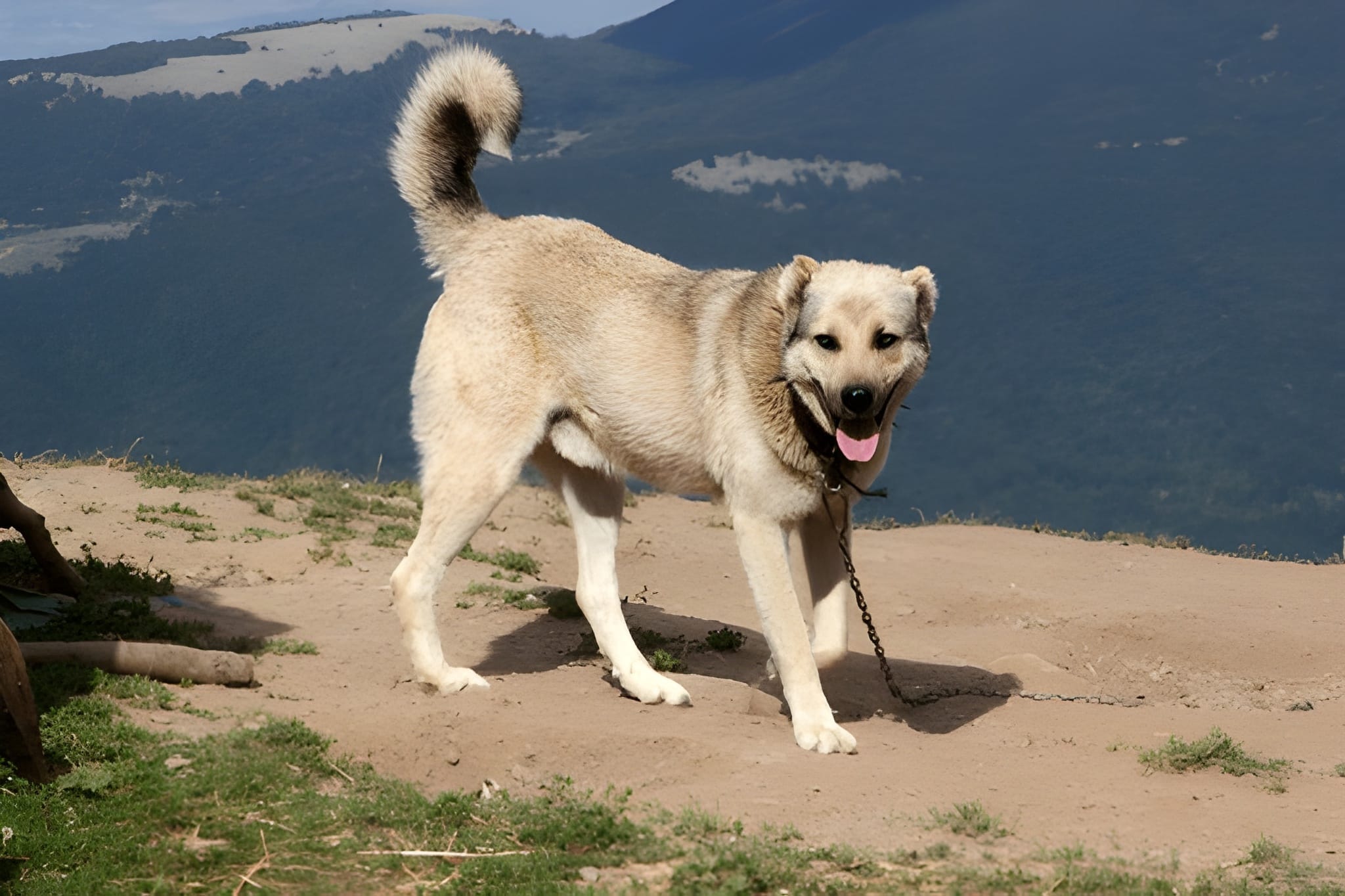 Anatolian Shepherd feeding