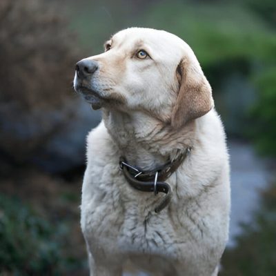 Anatolian Shepherd feeding
