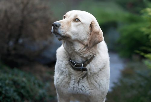 Anatolian Shepherd feeding