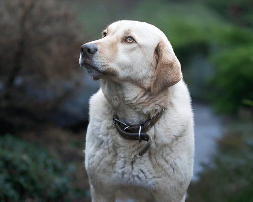 Anatolian Shepherd feeding