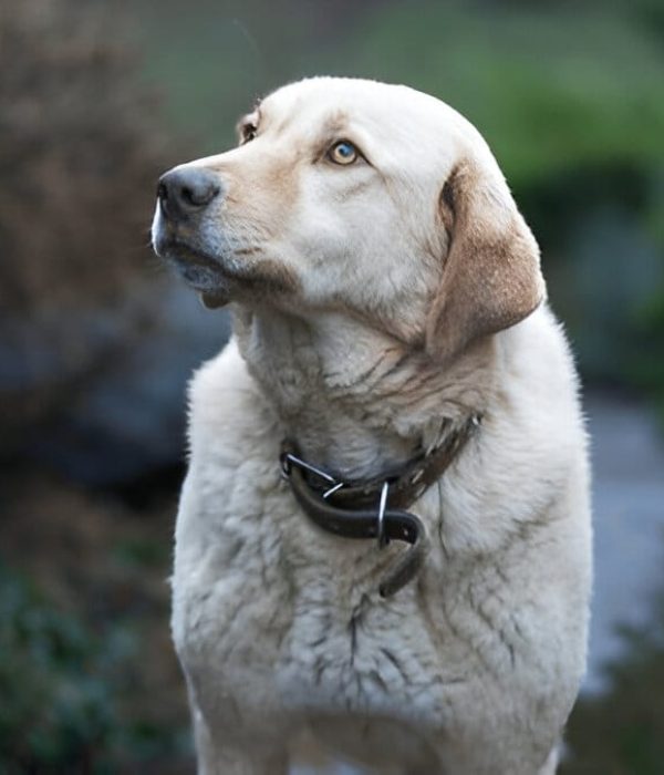 Anatolian Shepherd feeding