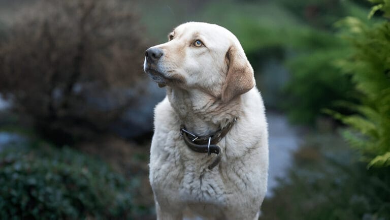 Anatolian Shepherd feeding