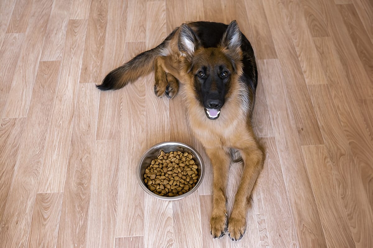 German Shepherd Feeding