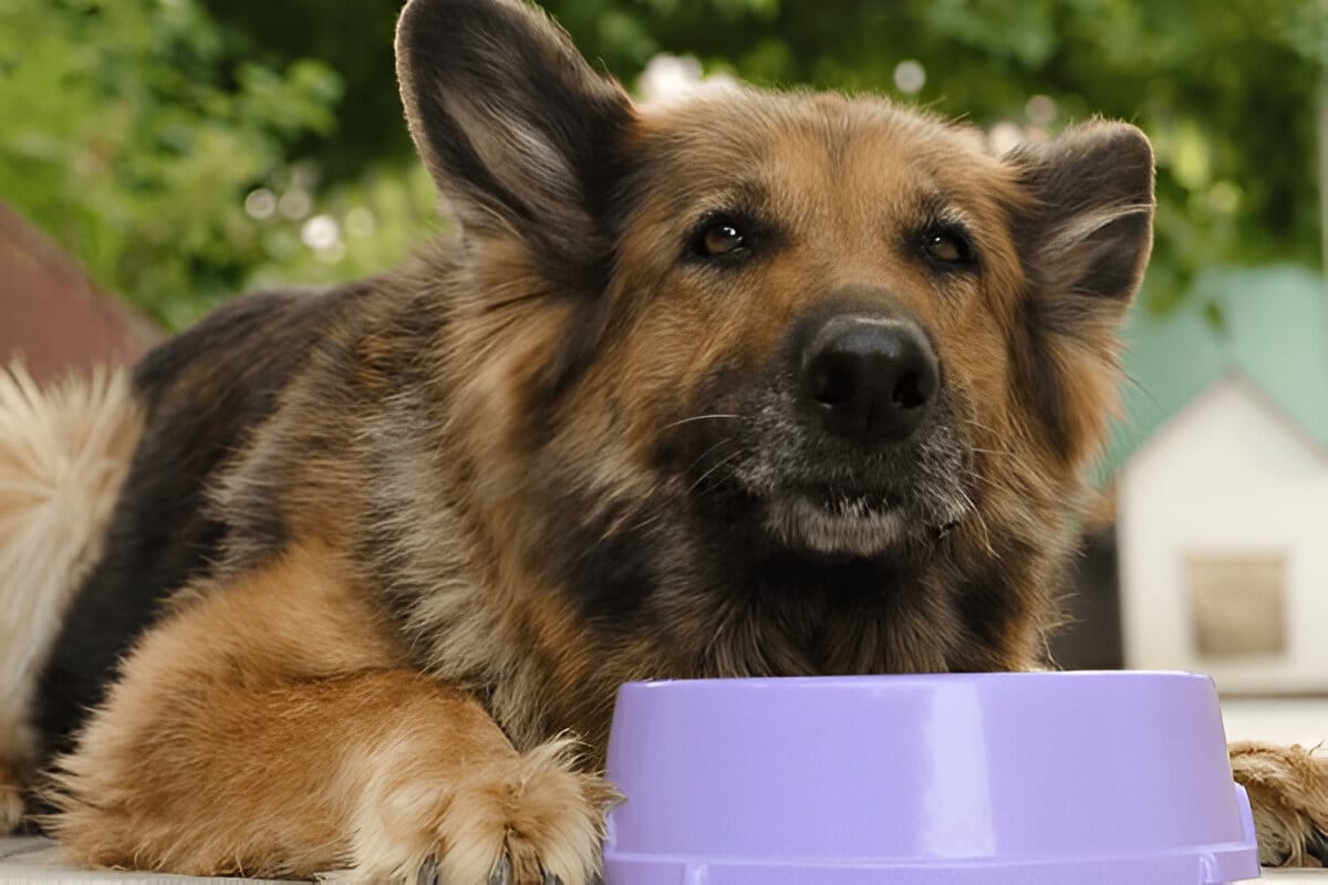 German Shepherd Feeding