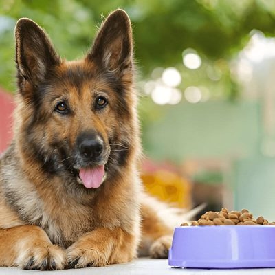 German Shepherd Feeding