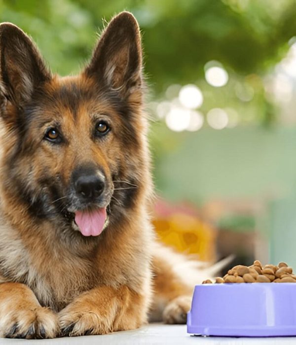 German Shepherd Feeding